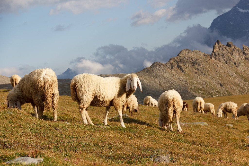 Gregge di pecore in montagna