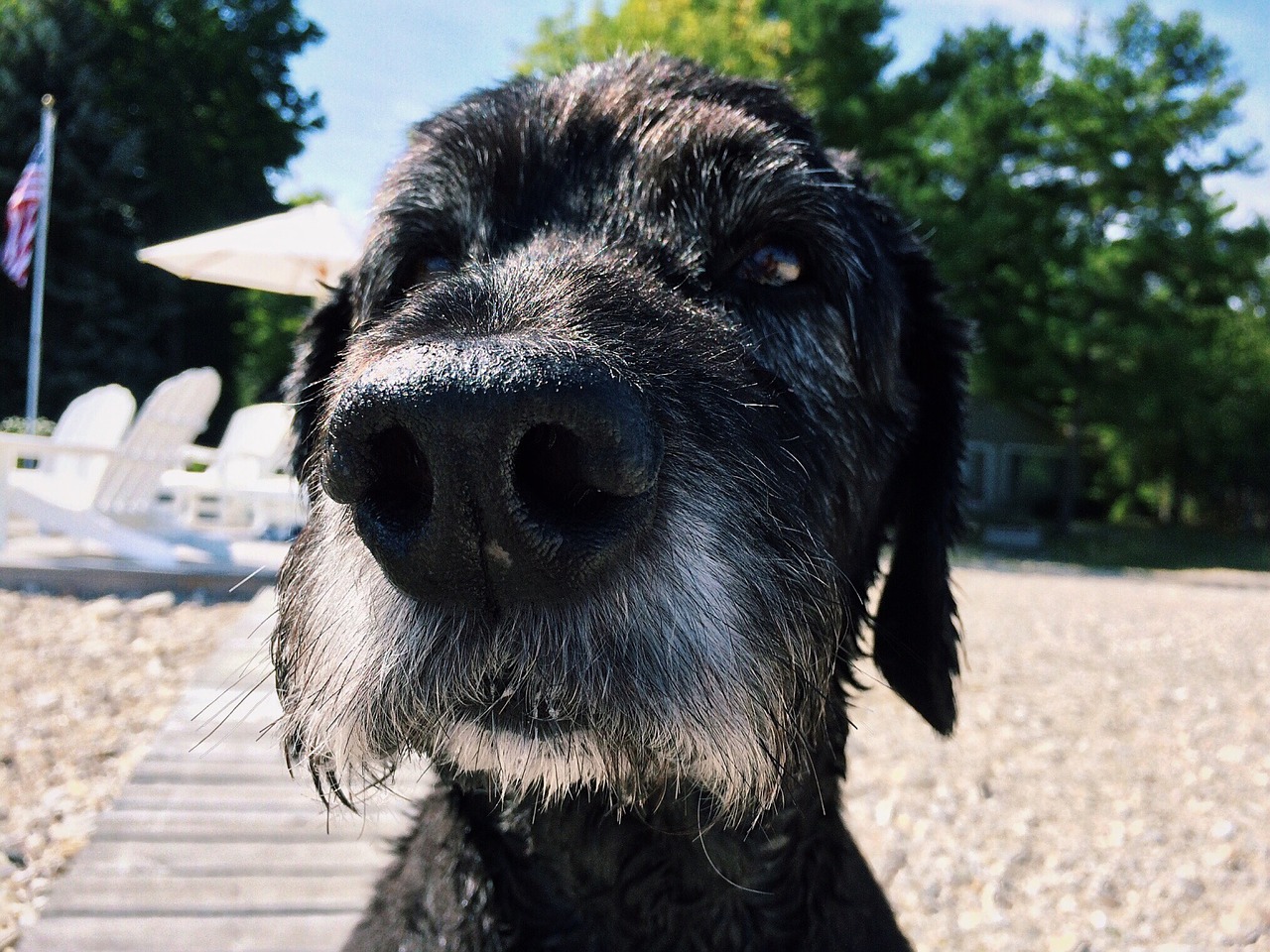 Old dog. Старая черная собака. Старая собака Эстетика. Черный старенький песик. Фото чёрного старого пса.