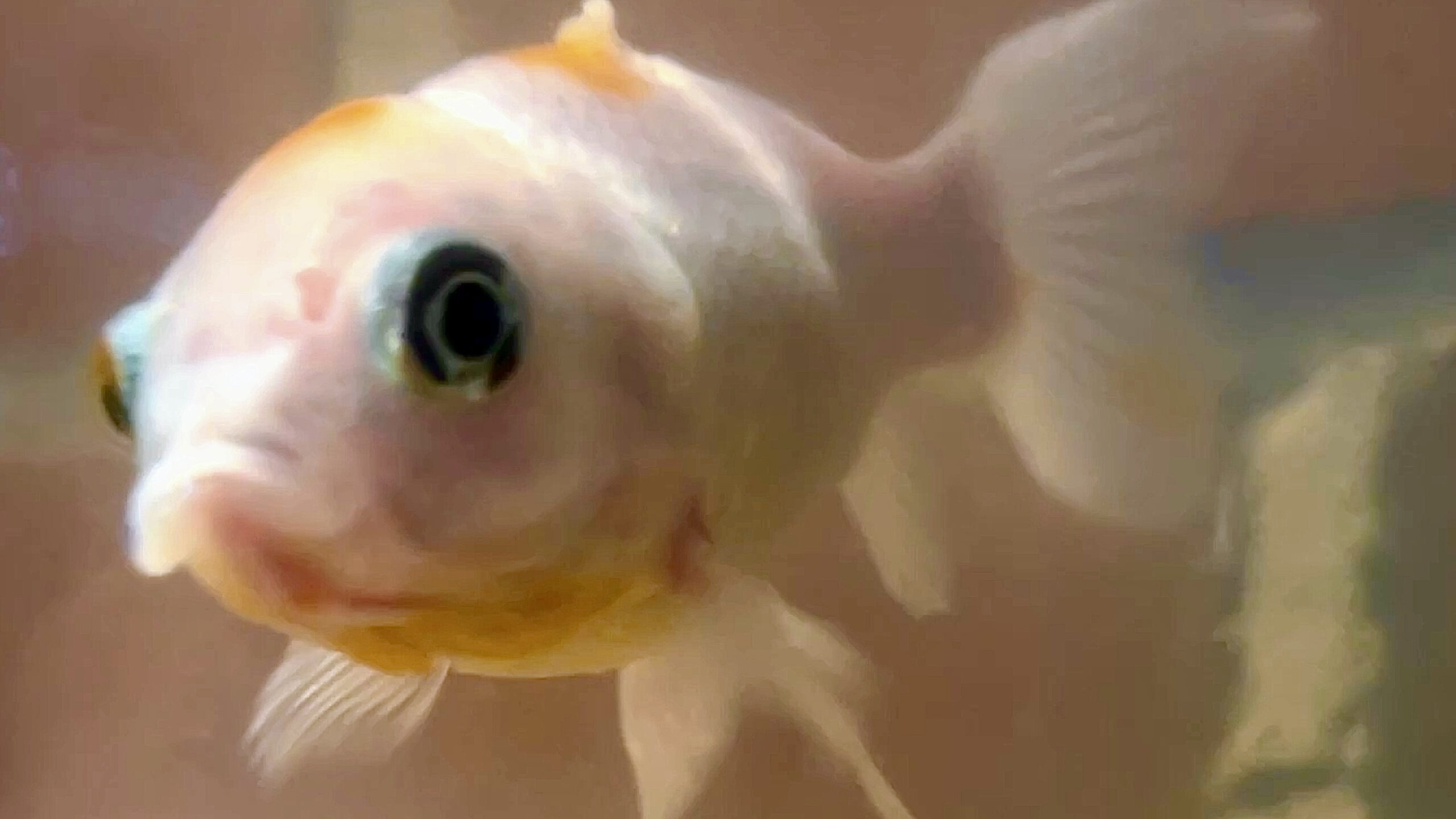 Read more about the article Leadership Lessons From A Goldfish